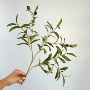 摄影家居婚庆叶子橄榄树