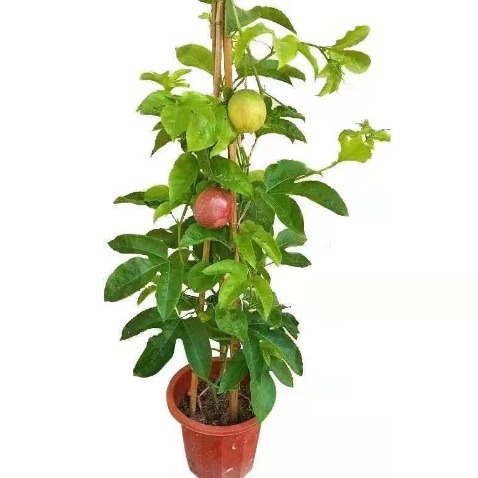 百香果苗黄金果苗鸡蛋果紫香台农适合盆栽地栽阳台纯甜四季果树苗