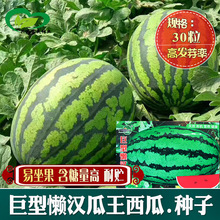 巨型懒汉瓜王西瓜种籽 四季水果早熟花皮红瓤脆甜懒汉瓜王大西瓜