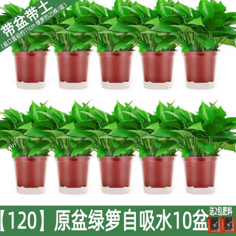 오리지널 포토스 화분 10개 + 저수조 + 영양액 [특가 소형 포토스]