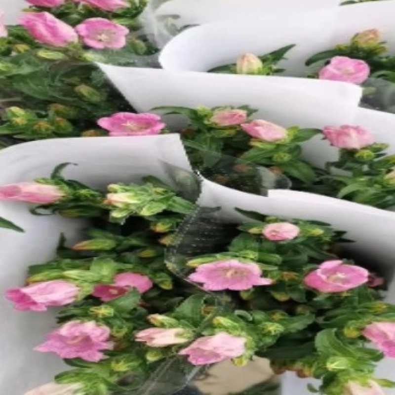 玫瑰花鲜花云南昆明基地批直发百合向日葵红豆家用鲜切水养插|undefined
