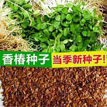 正宗红香椿种子去翅净籽速生芽苗菜香椿树种子包发芽春秋可种植