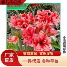 荷兰朱顶红进口大球重瓣种球四季开花花卉盆栽室内植物批发