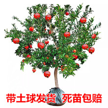 ʯͻ˹ܛشͥԺԮYtʯ