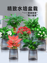 绿萝发财树文竹九里香花卉盆栽植物室内薄荷富贵竹水培植物好养活