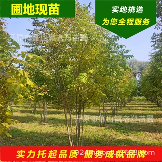东北皂荚树 丛生皂角树4-8分枝绿化风景行道树耐寒皂角籽播种小苗
