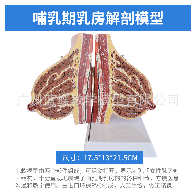 ��ѧ���沸����Ů���鷿����ģ�;�ֹ���ز��ṹģ�߲�����������