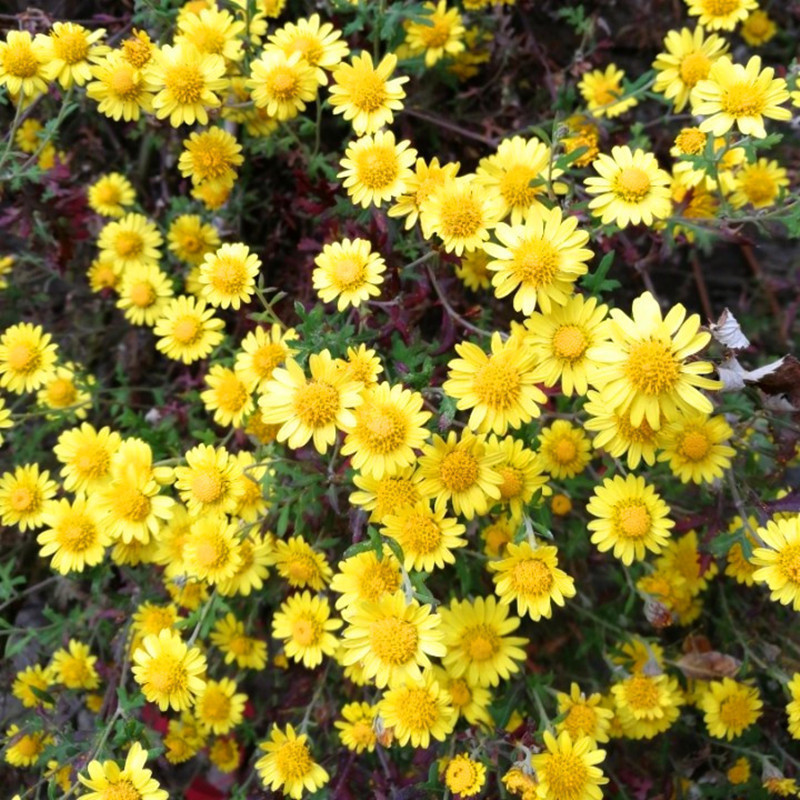 Semillas de flores, semillas de flores.