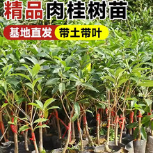 ������ʳ�ù�Ƥ���ϱ����NֲͥԺ������B��ș���{ζ���Ϲ����l