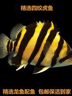 ���~���~��Ꭷ�^�p�~�K�T���D��ӡ���ļy��̩�����y�����~���~