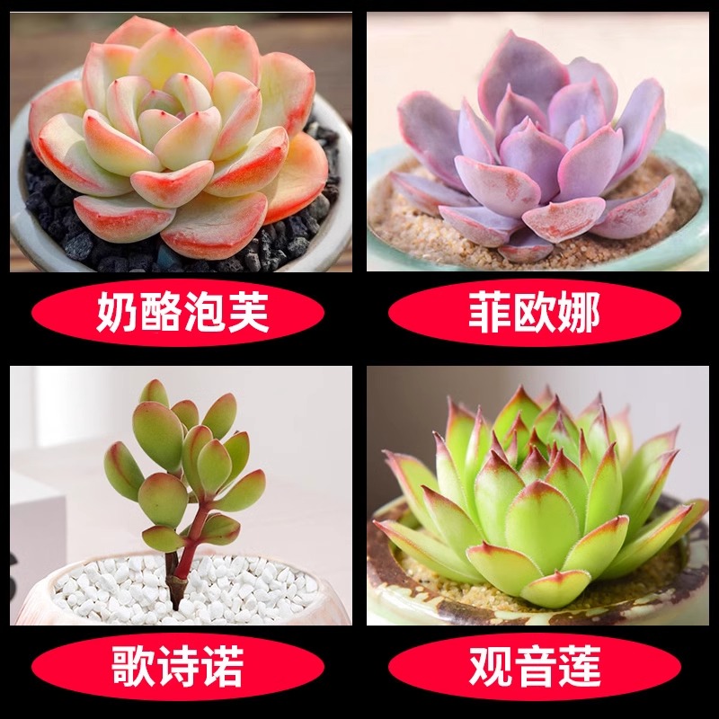 치즈 퍼프 + 피오나 + 고시노 + 관음 연꽃