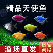 天使鱼观赏鱼大号淡水热带鱼小型鱼金鱼活鱼好养耐活七彩鱼神仙鱼