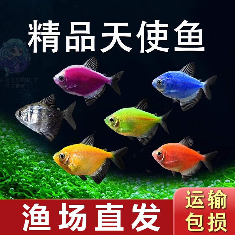 天使鱼观赏鱼大号淡水热带鱼小型鱼金鱼活鱼好养耐活七彩鱼神仙鱼