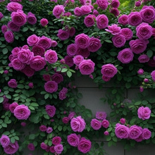爬藤蔷薇花苗四季开花藤本月季玫瑰花庭院大花阳台花卉盆栽
