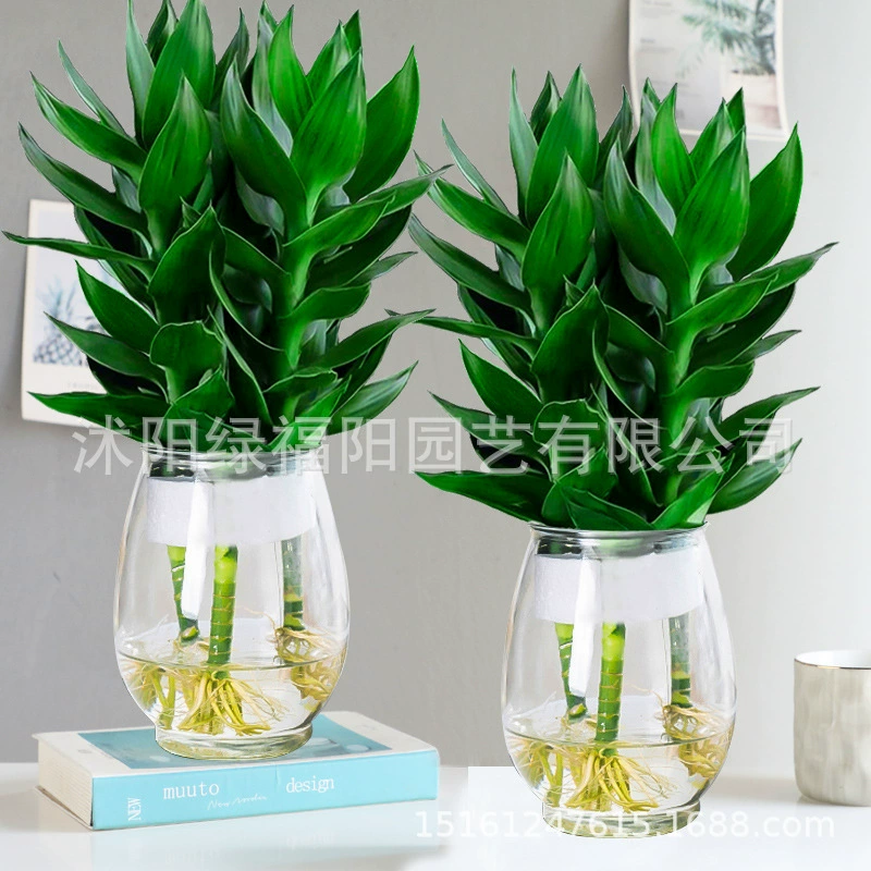 Гидропонный бамбук Гуаньинь, бамбук удачи, гостиная, офис, удаление формальдегида и очистка зеленых растений в горшках, комнатный переносной бамбук в горшках