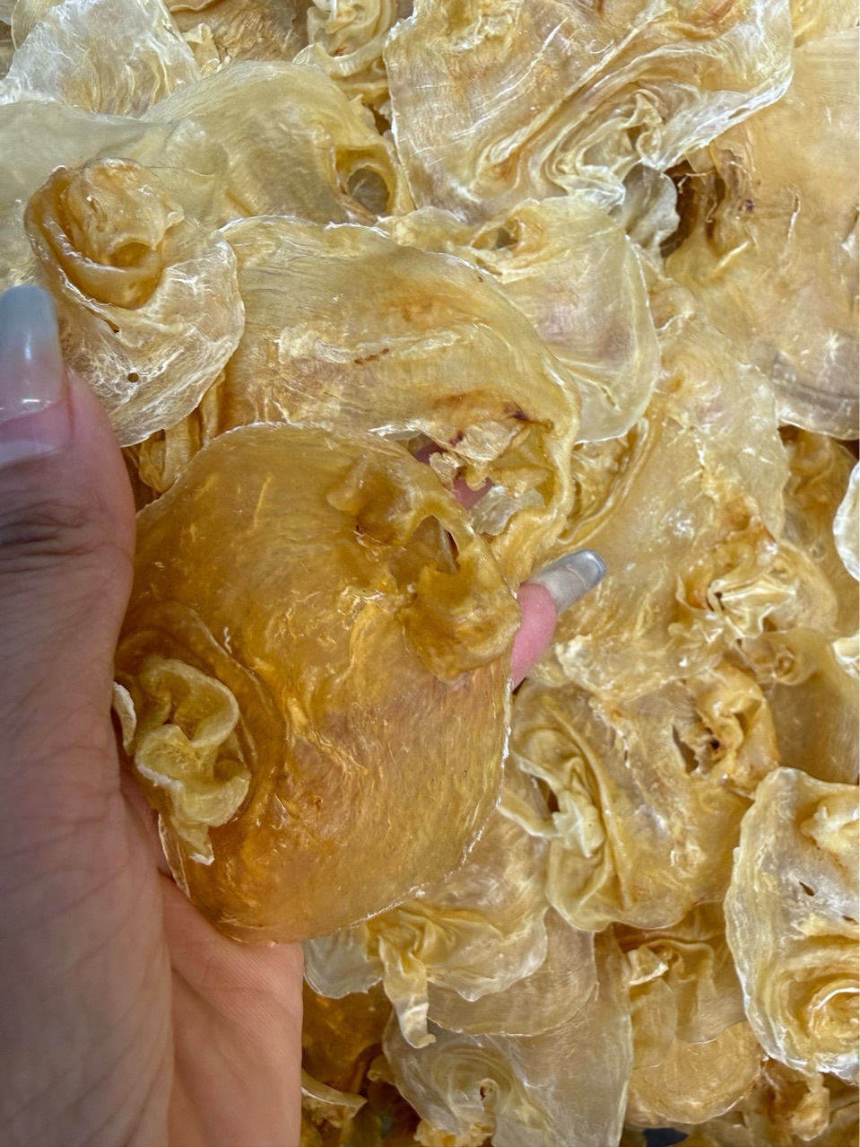 50头顺风赤嘴胶深海赤嘴花胶午鱼胶斗湖公肚鳘鱼胶批发