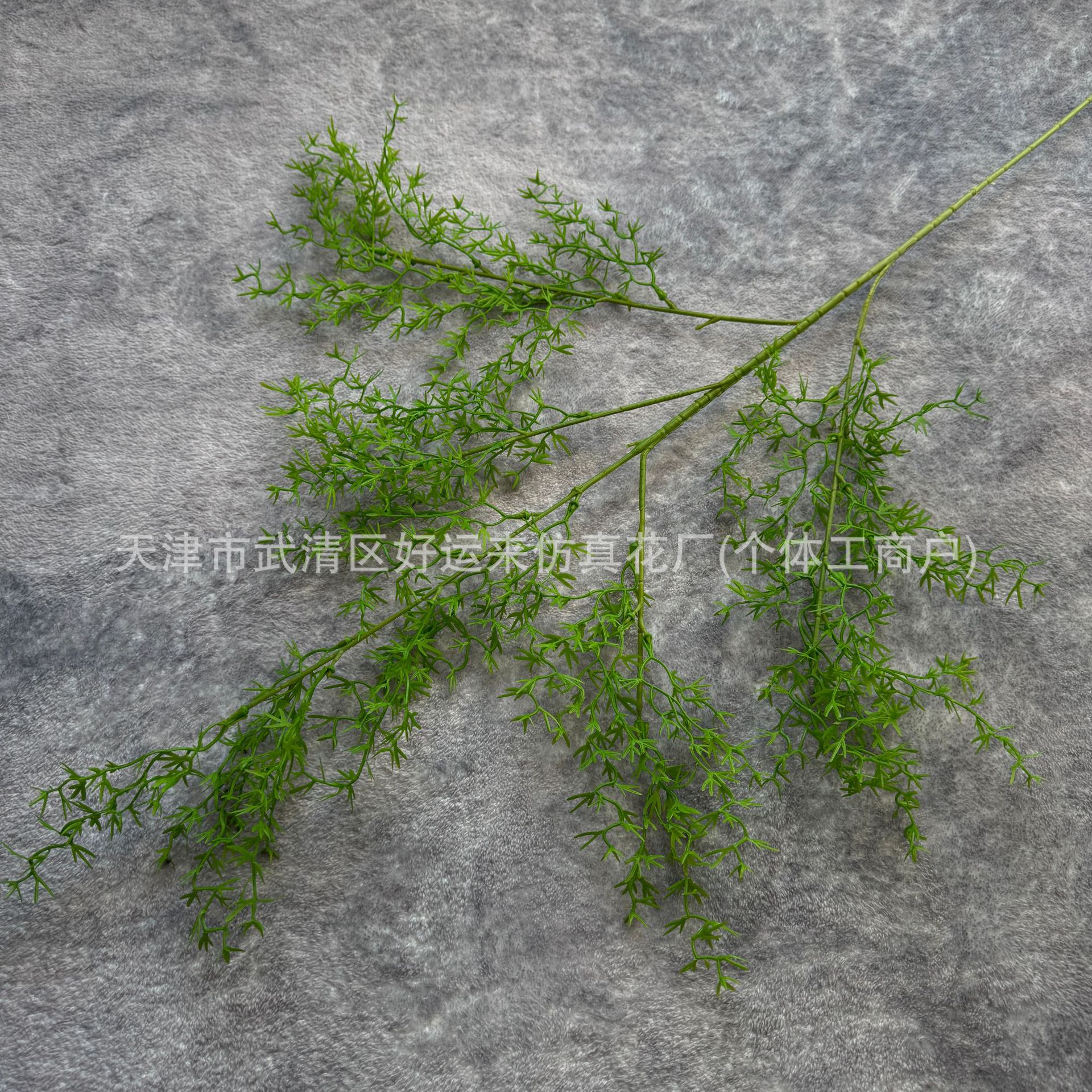 산호초 연한 녹색