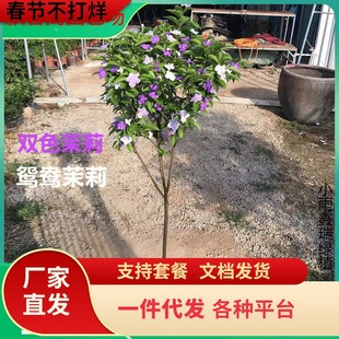 һ�����l���]�x���pɫ���򻨘���������k�����̨�ļ��_����ľ��