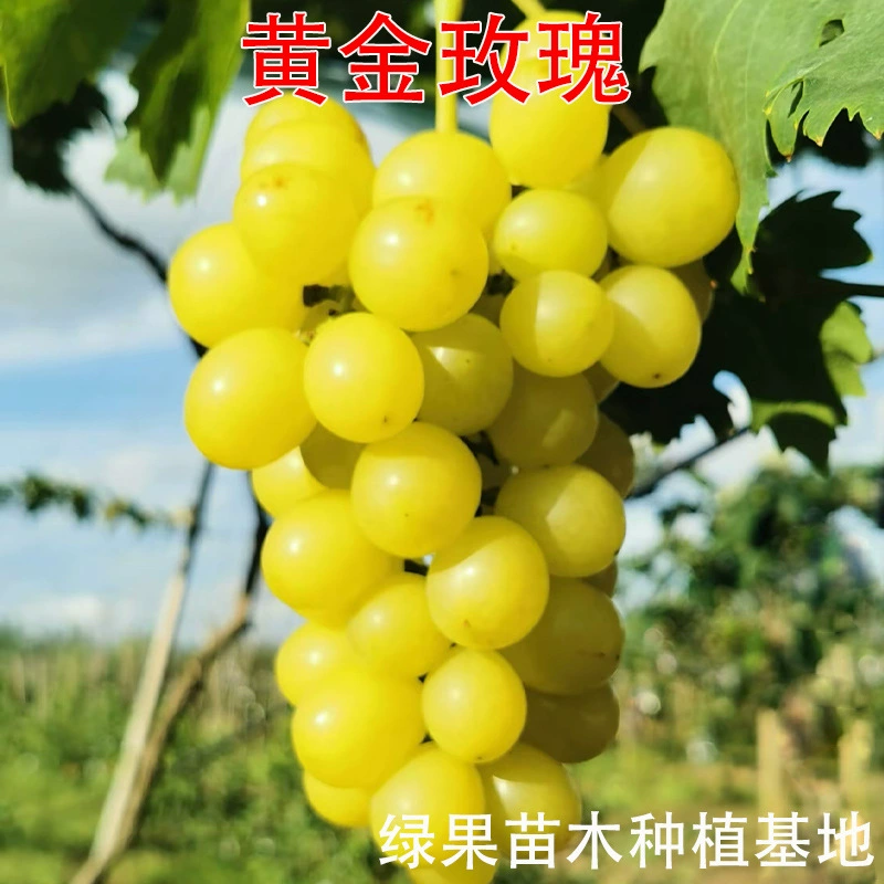 Новые сорта саженцев фруктовых деревьев, саженцы золотистого ароматного винограда, саженцы золотистого розового винограда, привитые саженцы винограда