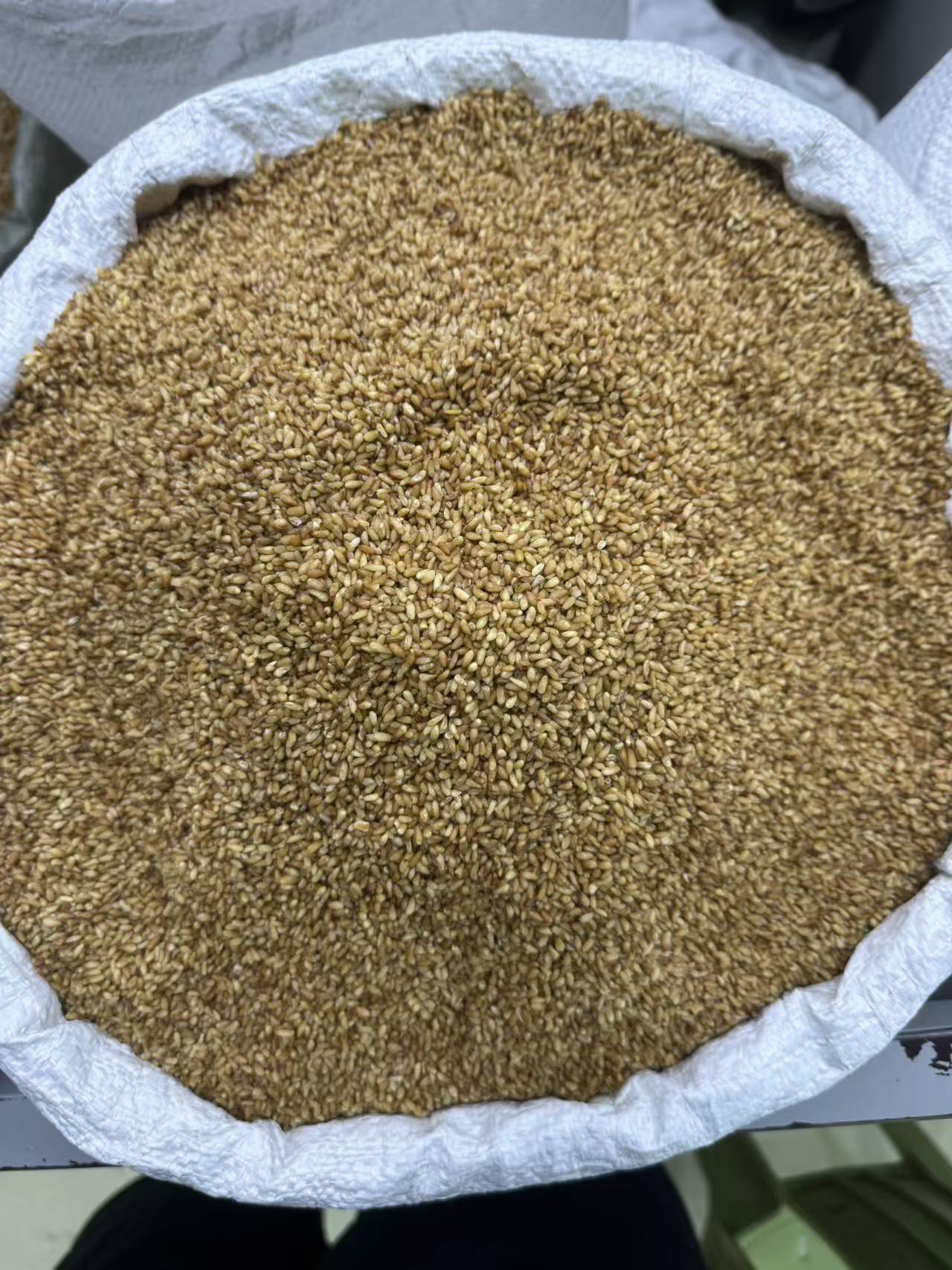 Platycladus Seed Bai Zi Ren Dried Herbal Seeds 1000g Bag for Tea and Decoction specifications