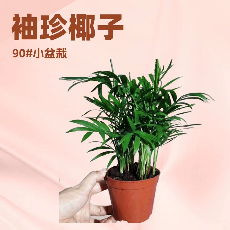 Миниатюрные зеленые растения для домашнего офиса, карманные растения в горшках размером с чашку A90, зеленая стена, быстрая доставка, вечнозеленые круглый год.