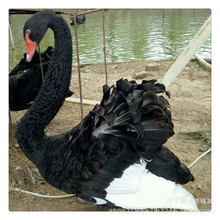 �����Z���w ��������Z �����Z�N�� ���^�^�p�����Z �����Z���Bֳ