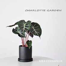 夏洛特花园 内罗毕海芋 室内绿植盆栽 北欧ins风植物 家居装饰
