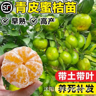 ��Ʒ�N��Ƥ�۽��� ����һ̖��������������� �޽ӟo���۽��Ә���