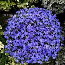 批发六倍利种子翠蝶花 山梗菜花 半边莲 南非半边莲 南非山梗菜