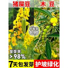 猪屎豆种子木豆灌木护坡草籽边坡固土复绿植物椭三圆叶绿化种子孑