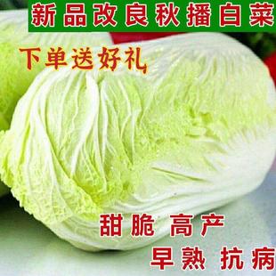 Autumn Sowing Chinese Cabbage Seeds 90 Days Cabbage Balling Cabbage Morning and Evening Mature Farm High-Yielding Disease-Resistant Vegetable Seeds