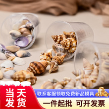 多种天然海螺贝壳创意手工配饰微景观diy风铃滴胶工艺品材料批发