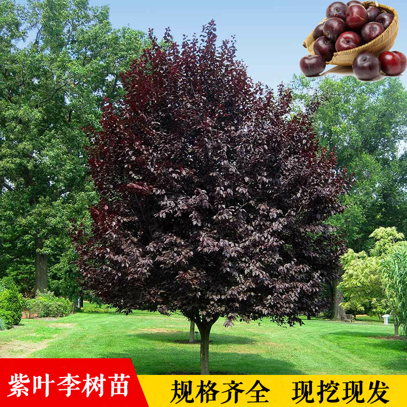 紫叶李红叶李树苗绿化苗木红叶李紫叶李苗工程庭院别墅绿化苗包邮