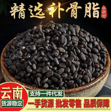 补骨脂黑故子补骨制补骨脂补骨脂茶胡韭破故纸另有韭菜籽菟丝子