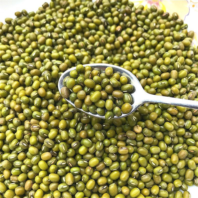 신녹두 100g*1봉 [시험용]