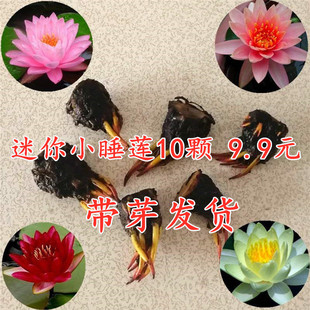 С��ɏ�N��ˮ��ˮ��ֲ��ɻ����K����С˯ɏ�����oɏ��ˮ˯ɏ���K