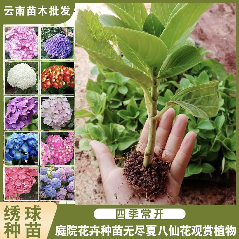 云南绣球花花苗四季开花绿植易活庭院八仙花无尽夏小苗花卉盆栽