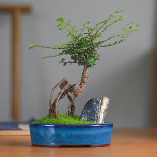 С�~�����ܘ�ָ��Ϙ�ֲ�����;Gֲ�����辰���B�͏d�k�����̨