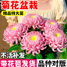 菊花盆栽带花苞室内外花苗特级正品千头菊鲜花大花四季球花卉植物