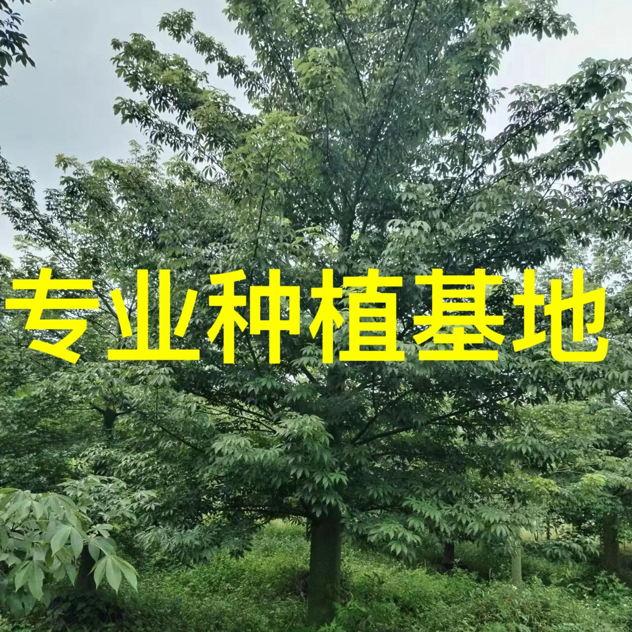 福建美丽异木棉价格 漳州大腹木棉种植基地批发 美人树基地直供