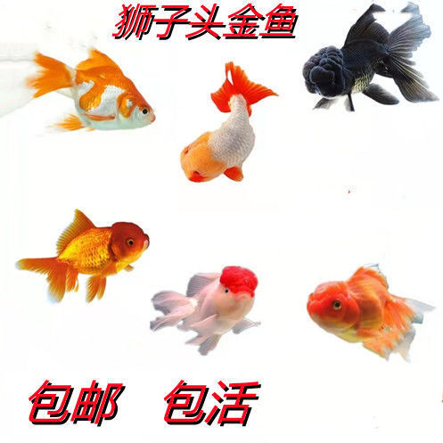 Cold water Ornamental fish Lionhead Gilt Dan Top Red Goldfish Pearl Blister Goldfish living thing