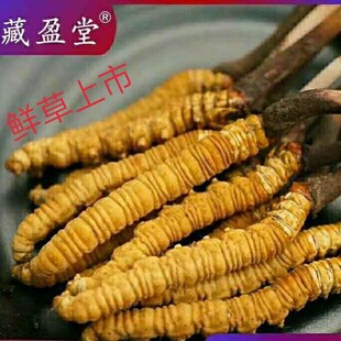 ��ӯ���ຣ���r���x�Ĳ�0.5��-1��/���������u��Ҫ�Y�п�ϵ�ͷ�