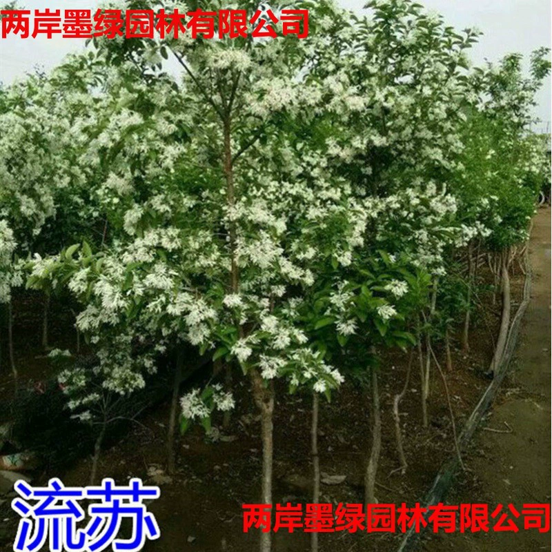 Саженцы с кисточками для озеленения двора, уличные деревья, саженцы масляных корней, привитые корневицы османтуса и саженцы масляных корней.