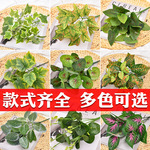 仿真绿萝地瓜波斯草过胶假绿叶室内植物墙配材绿植小把草装饰批发