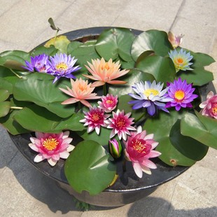Water Lily Root Blocks for Hydroponic Garden Bowls, Blooming Fish Tank Water Lily Seedlings for All Seasons