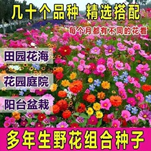 野花组合种子四季播波斯菊格桑花虞美人太阳花绿化工程草菊百日草