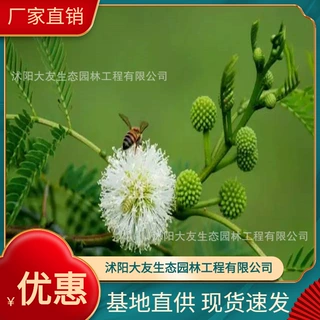 基地批发 自产自销合欢树苗 景区造景道路园林工程绿化苗