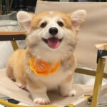 纯种柯基幼犬活体卡迪根威尔士双血统小短腿柯基家养宠物柯基狗狗