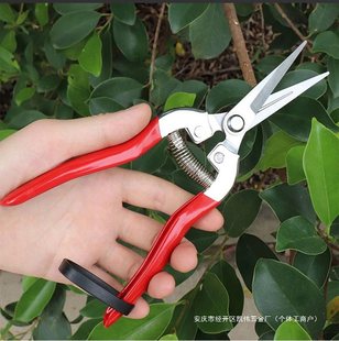 Japanese imported stainless steel gardening floral scissors fruit picking scissors pruning scissors fruit scissors fruit and vegetable scissors fruit picking scissors