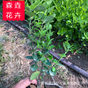 �lì����С�籱�����ԷNֲ���ͺ��ͺ��ļ������lì�����l